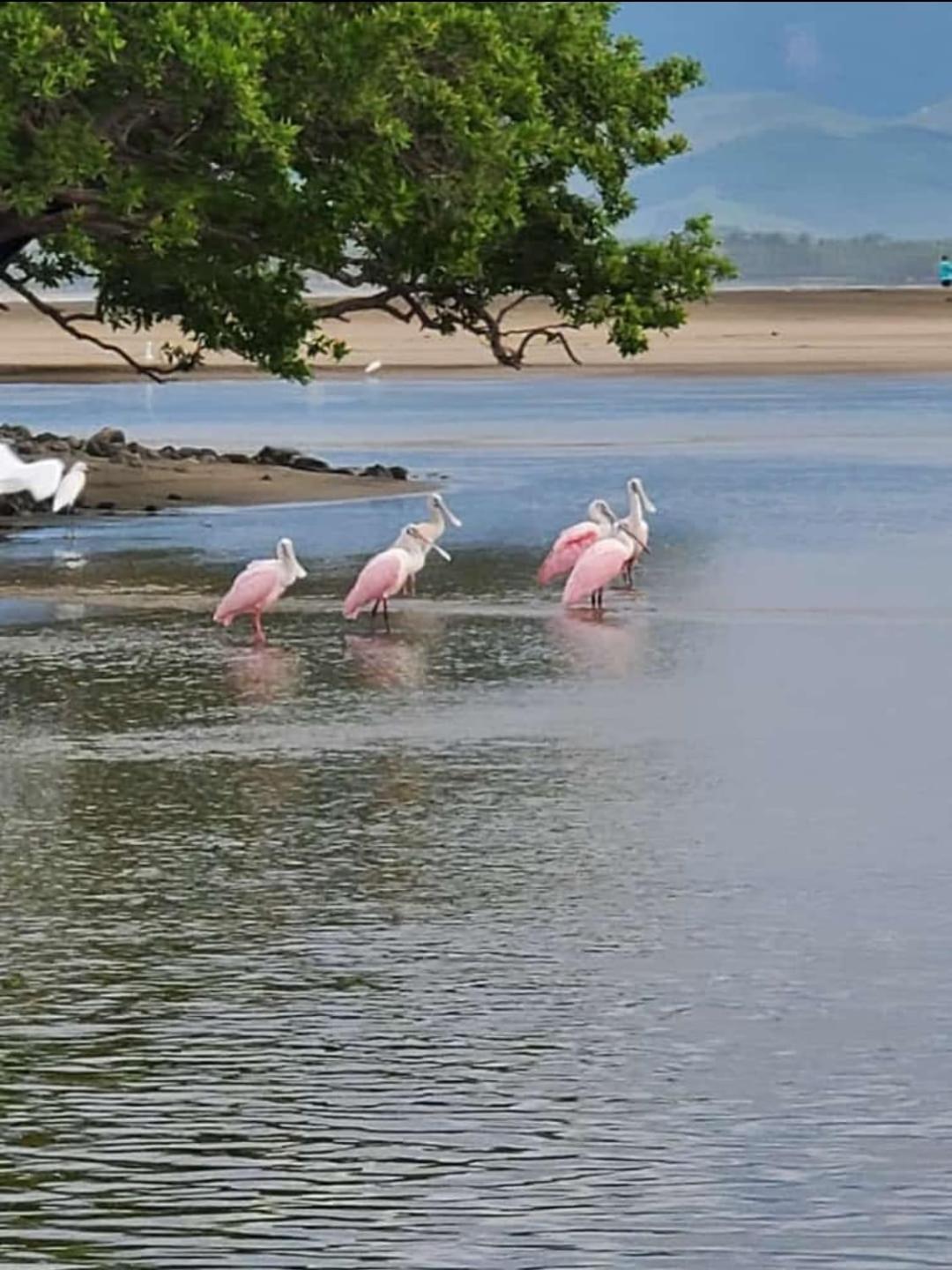 Turtle Beach Villas Zihuatanejo Eksteriør bilde